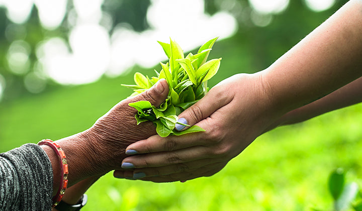 The Life-Changing Power of Teas and Adaptogens